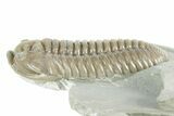 Prone Flexicalymene Trilobite - Mt Orab, Ohio #380324-1